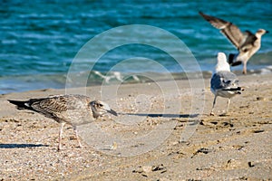 Gulls fighting, on the beach. Seagulls by the sea