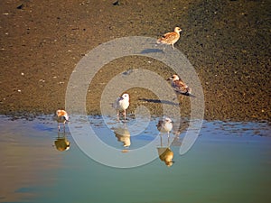 Gulls in a fish pool Hahotrim Israel