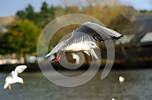 Gulls In Flight