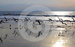 Gulls in flight on the beach at sunrise