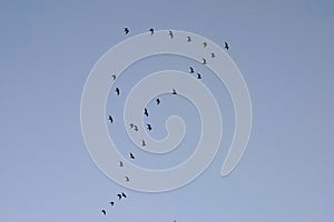 Gulls in flight - Laridae photo