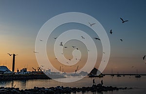 Gulls in flight over New Plymouth Harbour at dusk