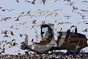 Gulls fly around tractor on landfill site
