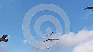 Gulls fly in the blue sky. A flock of gulls soars high in the clouds. A strong crosswind blows the birds away