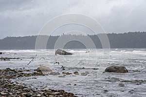 Gulls fly and coast in strong winds on a stormy Vancouver Island day. Deep Bay, Baynes Sound. Denman Island is in the