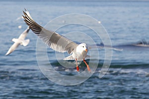 Gulls fly over the sea at dawn. White birds on the background of the sea and sky