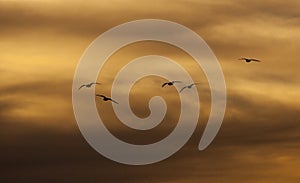 Gulls Fly to Roost on an Orange Dusk Sky