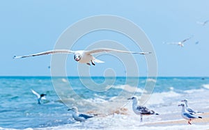 Gulls flying on the beach