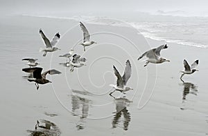 Gulls flying on Florencia Beach, Pacific Rim National Park photo