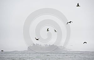 Gulls flying in the mist, Florencia Beach, Pacific Rim National Park photo