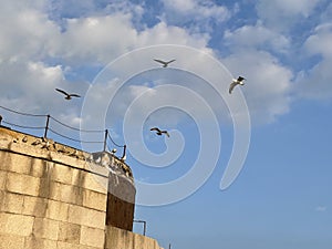 Gulls flying off St Helens Fort in the Solent