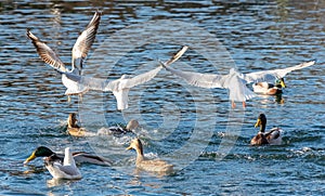 Gulls flying over a lake with swimming mallards