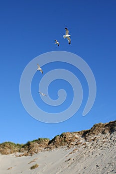 Gulls flying over a sandhill