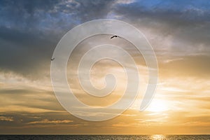 Gulls flying over the sea across the sky at sunset