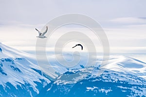 Gulls flying over snow-capped mountains in Alaska