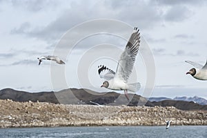 Gulls flying in the sky