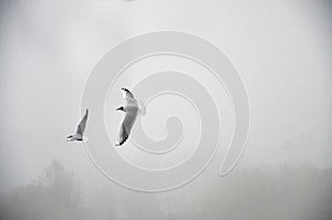 Gulls in the fog