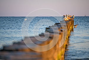 Gulls on groynes in the Baltic Sea