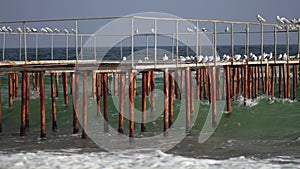 Gulls on the iron pier on the sea.