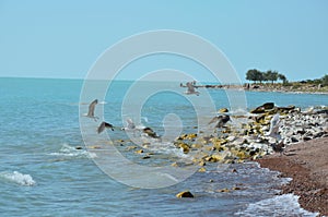 Gulls on lake Balkhash