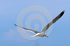 Gulls Or Larus Species Flying Around Ilha Culatra Algarve Portugal