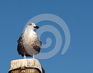 Gulls Or Larus Species On Ilha Culatra Algarve Portugal