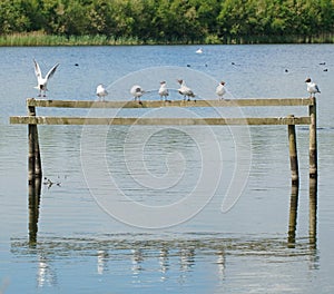 Gulls lined up on a wooden perch in a lake