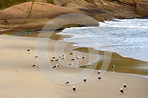 Gulls lodged at Devil beach in Ipanema