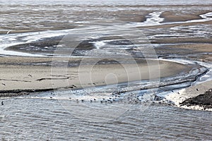 Gulls upon mudflats of Waddenzee, Holland photo