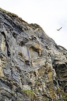 Gulls nesting on a cliff face