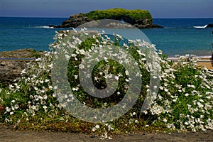 gulls nesting rock near a beach in spain