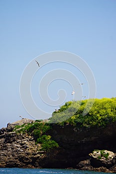 gulls nesting rock near a beach in spain photo