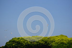 gulls nesting rock near a beach in spain photo