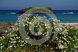 gulls nesting rock near a beach in spain photo