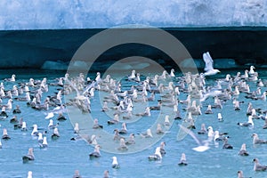 Gulls and Northern fulmar in the water by a glacier