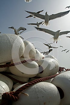 Gulls over fishing tackle