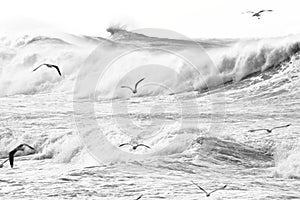 Silver gulls over stormy sea photo