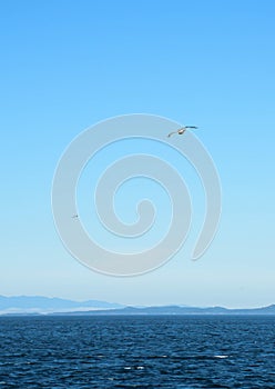 Gulls Over Straits of Juan de Fuca