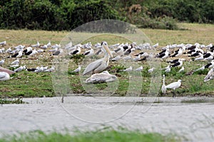 Gulls and pelican, Queen Elizabeth National Park, Uganda