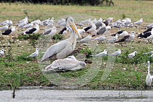 Gulls and pelican, Queen Elizabeth National Park, Uganda