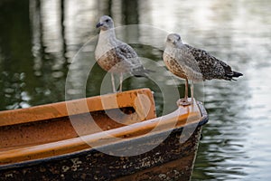 Gulls perched on a boat