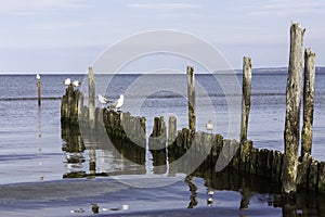 Gulls resting on an old broken pier in the Baltic Sea Germany,
