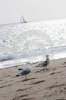 Gulls and Sailboat