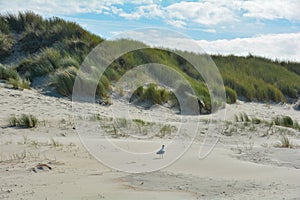 Gulls in the sandy dunes with beach oat and blue sky