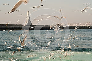 Gulls on Sea - Istanbul