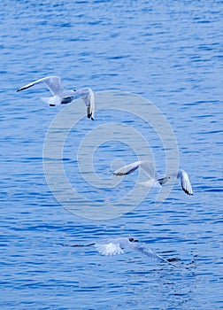 Gulls on the Sea of Marmara in Istanbul