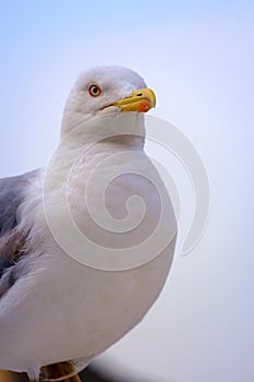 Gulls on the Sea of Marmara in Istanbul photo