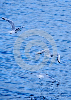 Gulls on the Sea of Marmara in Istanbul photo