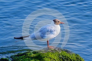 Gulls on the Sea of Marmara in Istanbul photo