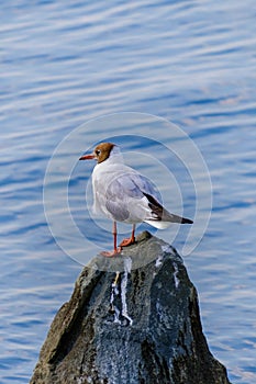 Gulls on the Sea of Marmara in Istanbul photo